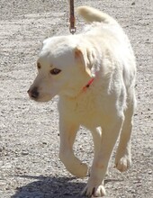 JEFF, Hund, Labrador-Mix in Rumänien - Bild 6