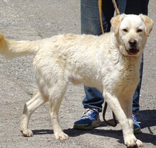 JEFF, Hund, Labrador-Mix in Rumänien - Bild 7