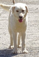 JEFF, Hund, Labrador-Mix in Rumänien - Bild 8