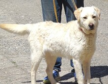 JEFF, Hund, Labrador-Mix in Rumänien - Bild 9