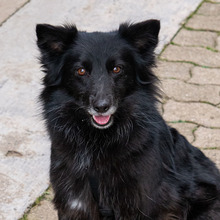 MATRIX, Hund, Mischlingshund in Emmendingen - Bild 1