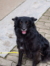 MATRIX, Hund, Mischlingshund in Emmendingen - Bild 10