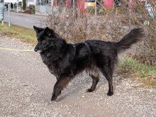 MATRIX, Hund, Mischlingshund in Emmendingen - Bild 12