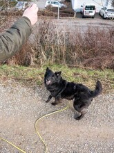 MATRIX, Hund, Mischlingshund in Emmendingen - Bild 14