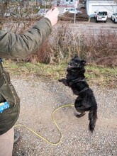 MATRIX, Hund, Mischlingshund in Emmendingen - Bild 15