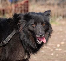 MATRIX, Hund, Mischlingshund in Emmendingen - Bild 17