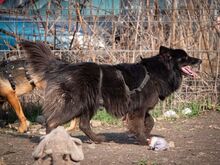 MATRIX, Hund, Mischlingshund in Emmendingen - Bild 18