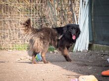 MATRIX, Hund, Mischlingshund in Emmendingen - Bild 19