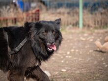 MATRIX, Hund, Mischlingshund in Emmendingen - Bild 20