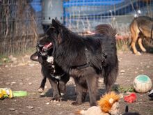 MATRIX, Hund, Mischlingshund in Emmendingen - Bild 22