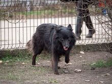 MATRIX, Hund, Mischlingshund in Emmendingen - Bild 24