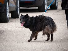 MATRIX, Hund, Mischlingshund in Emmendingen - Bild 26