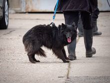 MATRIX, Hund, Mischlingshund in Emmendingen - Bild 27