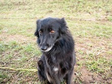 MATRIX, Hund, Mischlingshund in Emmendingen - Bild 3