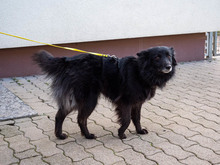 MATRIX, Hund, Mischlingshund in Emmendingen - Bild 7