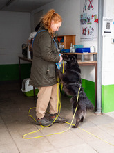 MATRIX, Hund, Mischlingshund in Emmendingen - Bild 8