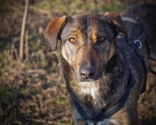 FEDORA, Hund, Mischlingshund in Rumänien - Bild 1