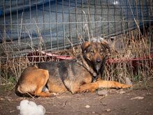 FEDORA, Hund, Mischlingshund in Rumänien - Bild 10