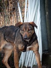 FEDORA, Hund, Mischlingshund in Rumänien - Bild 11