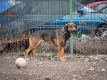 FEDORA, Hund, Mischlingshund in Rumänien - Bild 13