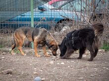 FEDORA, Hund, Mischlingshund in Rumänien - Bild 14