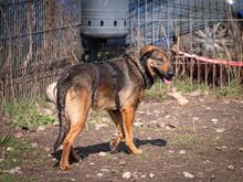 FEDORA, Hund, Mischlingshund in Rumänien - Bild 15