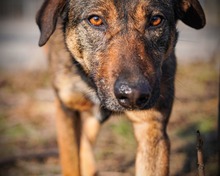 FEDORA, Hund, Mischlingshund in Rumänien - Bild 3