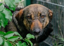 FEDORA, Hund, Mischlingshund in Rumänien - Bild 4