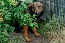 FEDORA, Hund, Mischlingshund in Rumänien - Bild 5