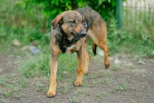 FEDORA, Hund, Mischlingshund in Rumänien - Bild 7