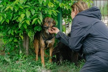 FEDORA, Hund, Mischlingshund in Rumänien - Bild 8