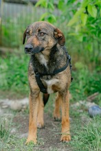 FEDORA, Hund, Mischlingshund in Rumänien - Bild 9