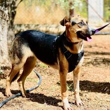 ANNE, Hund, Mischlingshund in Raubling - Bild 3