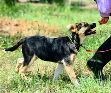 ANNE, Hund, Mischlingshund in Raubling - Bild 5