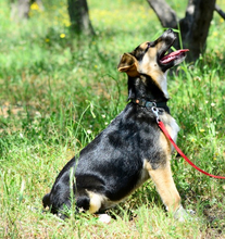 ANNE, Hund, Mischlingshund in Raubling - Bild 6