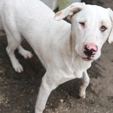 LAKIS, Hund, Mischlingshund in Griechenland - Bild 2