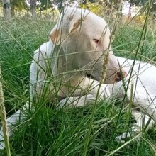 LAKIS, Hund, Mischlingshund in Griechenland - Bild 3