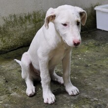 LAKIS, Hund, Mischlingshund in Griechenland - Bild 4