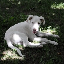 LAKIS, Hund, Mischlingshund in Griechenland - Bild 5