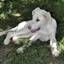 LAKIS, Hund, Mischlingshund in Griechenland - Bild 6