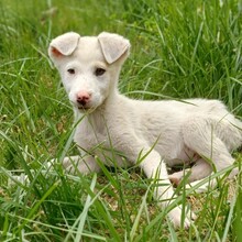 LAKIS, Hund, Mischlingshund in Griechenland - Bild 8