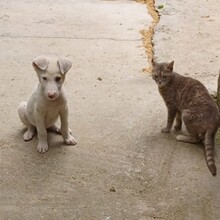 LAKIS, Hund, Mischlingshund in Griechenland - Bild 9