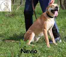 NEVIO, Hund, Mischlingshund in Bosnien und Herzegowina - Bild 3