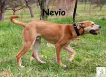 NEVIO, Hund, Mischlingshund in Bosnien und Herzegowina - Bild 4