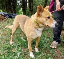 KATHY, Hund, Mischlingshund in Slowakische Republik - Bild 13