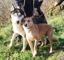 KATHY, Hund, Mischlingshund in Slowakische Republik - Bild 2