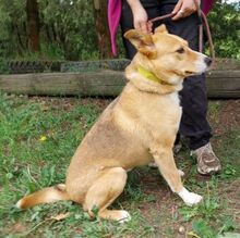 KATHY, Hund, Mischlingshund in Slowakische Republik - Bild 3