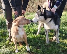 KATHY, Hund, Mischlingshund in Slowakische Republik - Bild 5