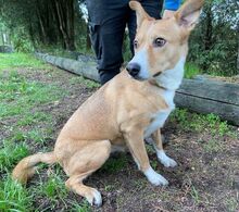 KATHY, Hund, Mischlingshund in Slowakische Republik - Bild 6