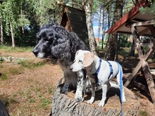 LOTTA, Hund, Mischlingshund in Rheinberg - Bild 2